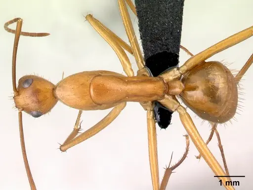Camponotus daraina specimen CASENT0077433 image casent0077433_1