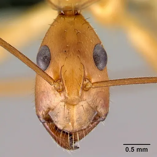 Camponotus daraina specimen CASENT0077433 image casent0077433_2