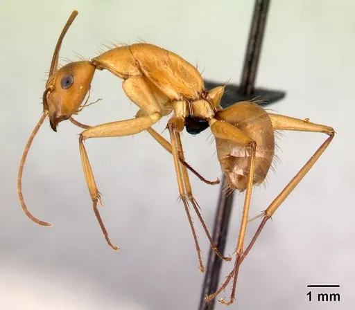 Camponotus daraina specimen CASENT0077433 image casent0077433_3