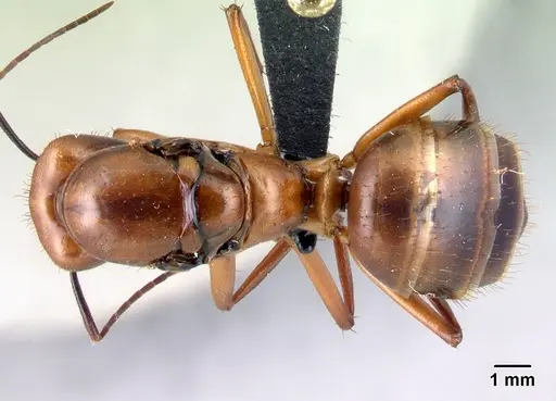 Camponotus daraina specimen CASENT0077672 image casent0077672_1