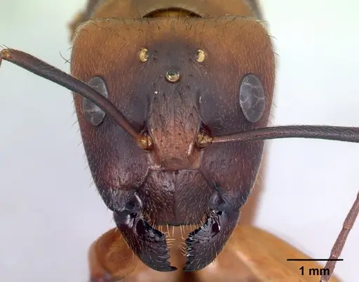Camponotus daraina specimen CASENT0077672 image casent0077672_2