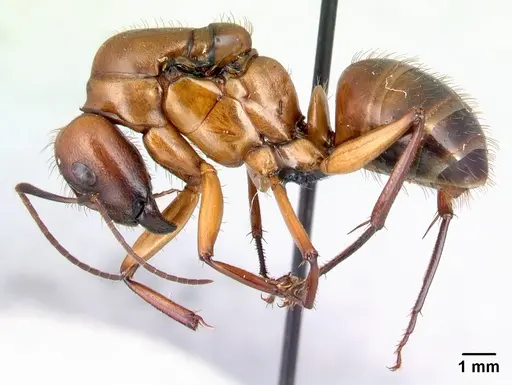 Camponotus daraina specimen CASENT0077672 image casent0077672_3