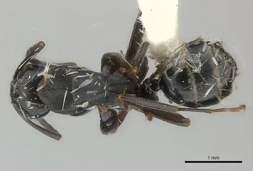 Camponotus darlingtoni specimen CASENT0217640 image casent0217640_1