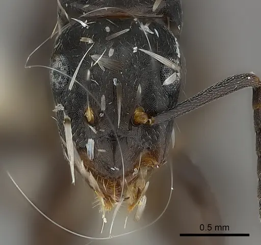 Camponotus darlingtoni specimen CASENT0217640 image casent0217640_2
