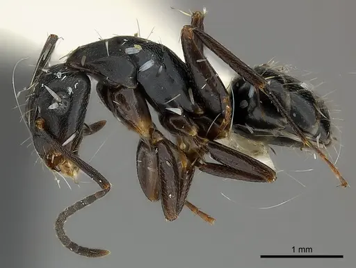 Camponotus darlingtoni specimen CASENT0217640 image casent0217640_3