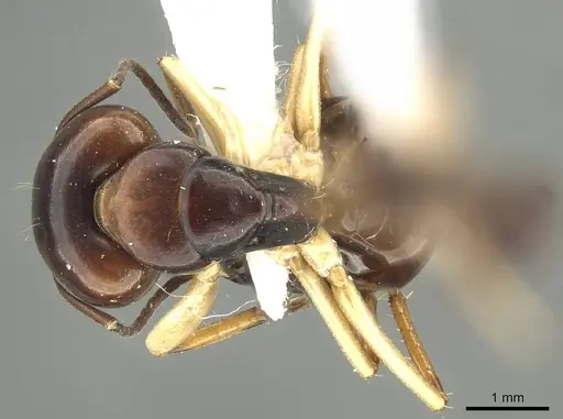 Camponotus darlingtoni specimen CASENT0915748 image casent0915748_1
