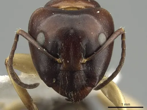 Camponotus darlingtoni specimen CASENT0915748 image casent0915748_2