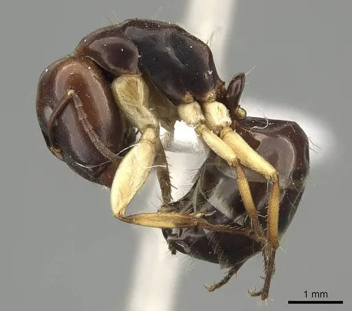 Camponotus darlingtoni specimen CASENT0915748 image casent0915748_3