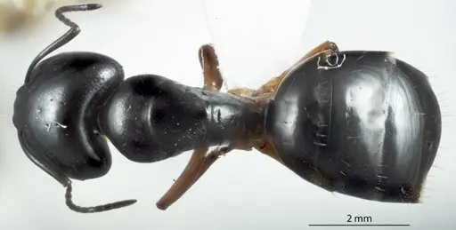 Camponotus darlingtoni specimen JDM32-001120 image jdm32-001120_1