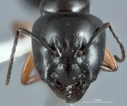 Camponotus darlingtoni specimen JDM32-001120 image jdm32-001120_2