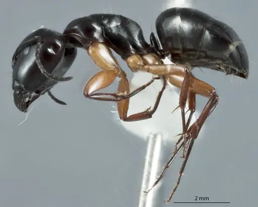 Camponotus darlingtoni specimen JDM32-001120 image jdm32-001120_3