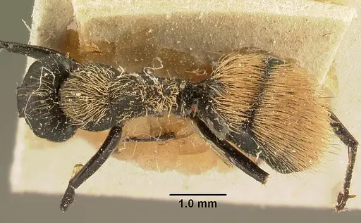 Camponotus darwinii specimen CASENT0101186 image casent0101186_1