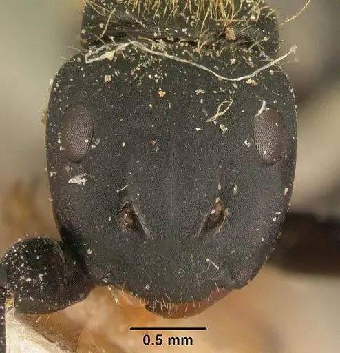 Camponotus darwinii specimen CASENT0101186 image casent0101186_2