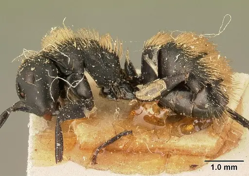 Camponotus darwinii specimen CASENT0101186 image casent0101186_3