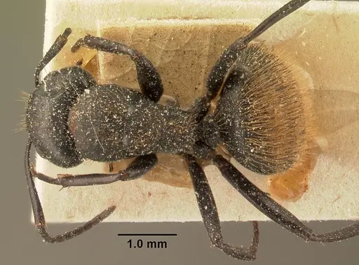 Camponotus darwinii specimen CASENT0101193 image casent0101193_1
