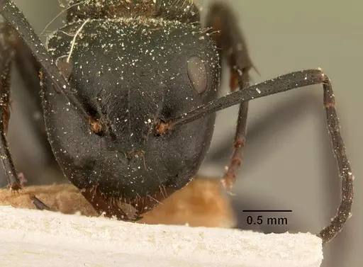 Camponotus darwinii specimen CASENT0101193 image casent0101193_2