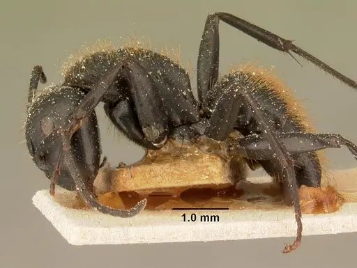 Camponotus darwinii specimen CASENT0101193 image casent0101193_3