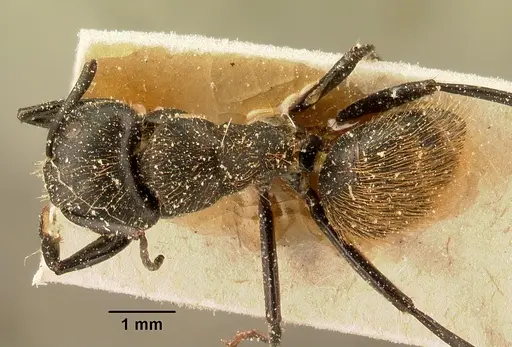 Camponotus darwinii specimen CASENT0101194 image casent0101194_1