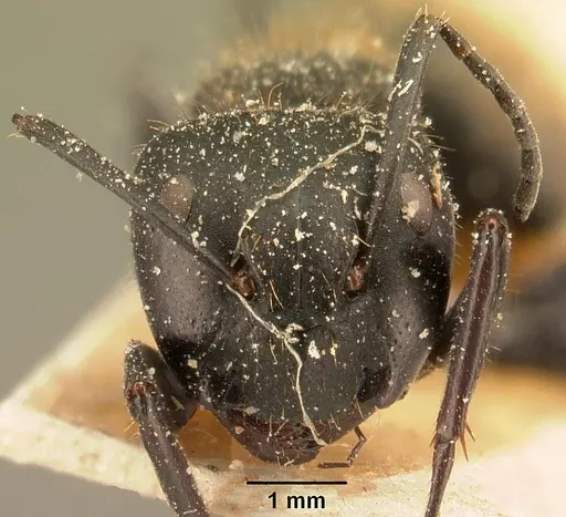 Camponotus darwinii specimen CASENT0101194 image casent0101194_2