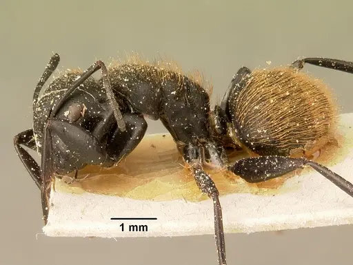 Camponotus darwinii specimen CASENT0101194 image casent0101194_3