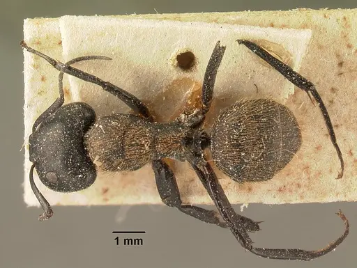 Camponotus darwinii specimen CASENT0101195 image casent0101195_1