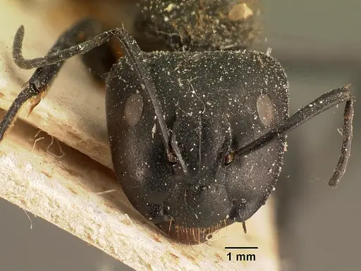 Camponotus darwinii specimen CASENT0101195 image casent0101195_2