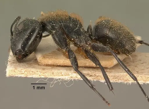 Camponotus darwinii specimen CASENT0101195 image casent0101195_3