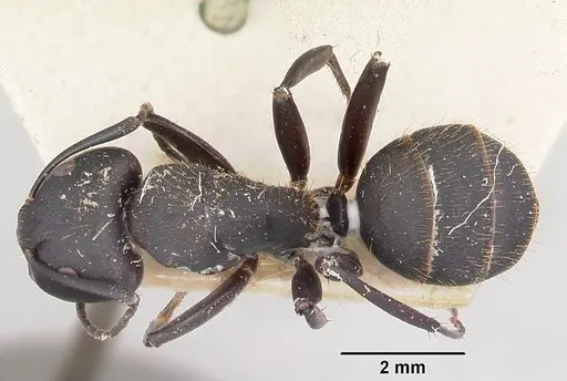Camponotus darwinii specimen CASENT0101378 image casent0101378_1
