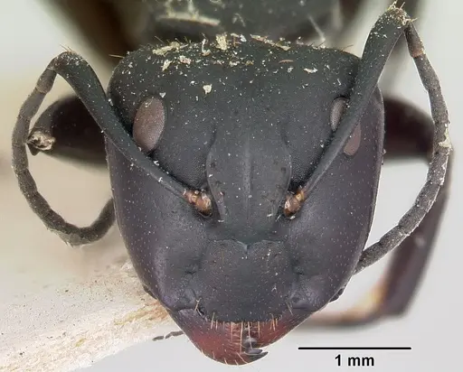 Camponotus darwinii specimen CASENT0101378 image casent0101378_2