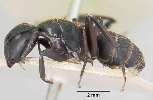 Camponotus darwinii specimen CASENT0101378 image casent0101378_3