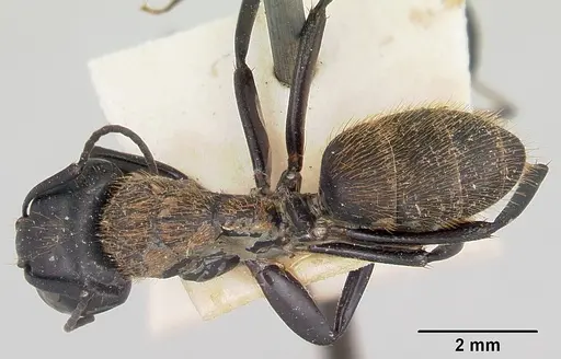 Camponotus darwinii specimen CASENT0101380 image casent0101380_1