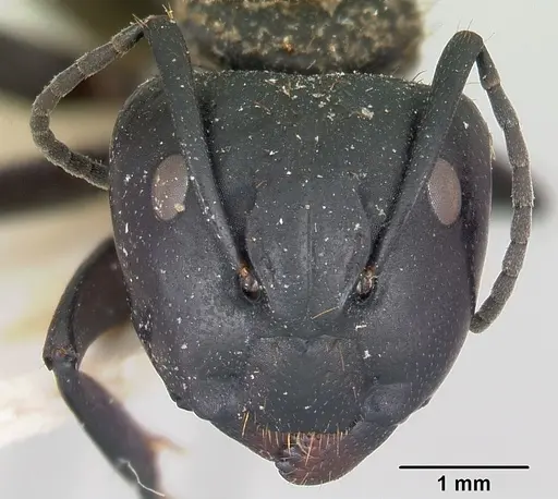Camponotus darwinii specimen CASENT0101380 image casent0101380_2