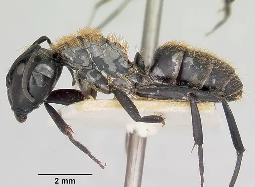 Camponotus darwinii specimen CASENT0101380 image casent0101380_3
