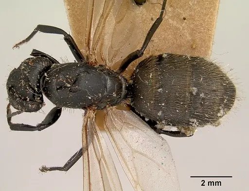 Camponotus darwinii specimen CASENT0101385 image casent0101385_1
