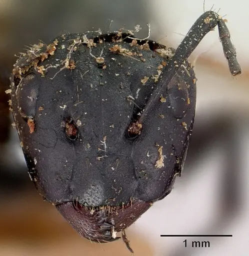 Camponotus darwinii specimen CASENT0101385 image casent0101385_2