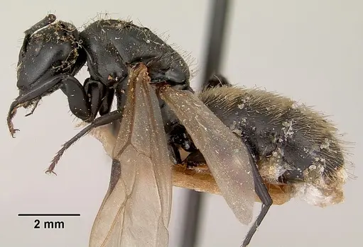 Camponotus darwinii specimen CASENT0101385 image casent0101385_3