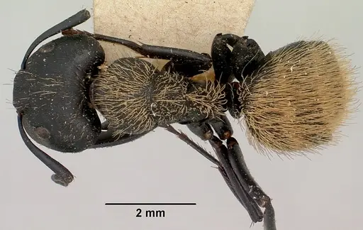 Camponotus darwinii specimen CASENT0101386 image casent0101386_1