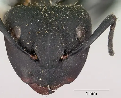 Camponotus darwinii specimen CASENT0101386 image casent0101386_2
