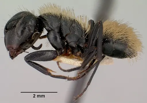 Camponotus darwinii specimen CASENT0101386 image casent0101386_3