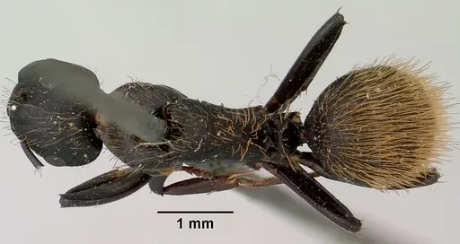 Camponotus darwinii specimen CASENT0101391 image casent0101391_1