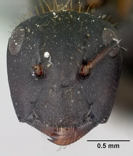 Camponotus darwinii specimen CASENT0101391 image casent0101391_2