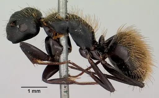 Camponotus darwinii specimen CASENT0101391 image casent0101391_3
