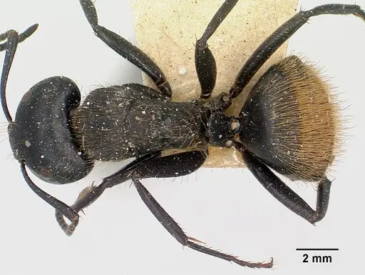 Camponotus darwinii specimen CASENT0101392 image casent0101392_1