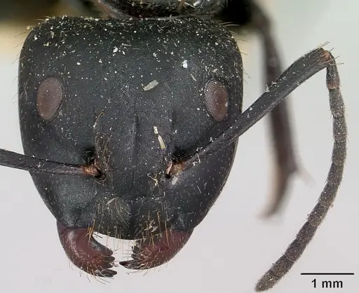 Camponotus darwinii specimen CASENT0101392 image casent0101392_2