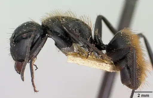 Camponotus darwinii specimen CASENT0101392 image casent0101392_3