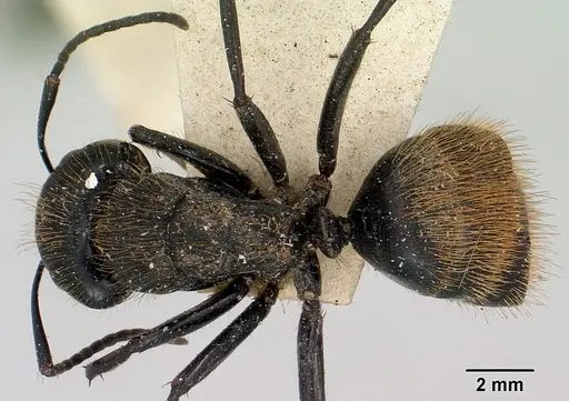Camponotus darwinii specimen CASENT0101393 image casent0101393_1