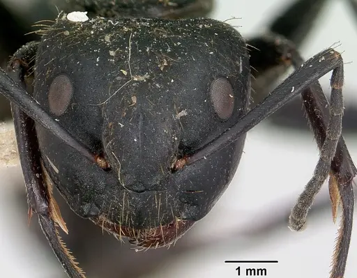 Camponotus darwinii specimen CASENT0101393 image casent0101393_2