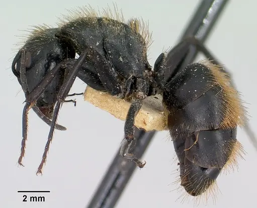 Camponotus darwinii specimen CASENT0101393 image casent0101393_3