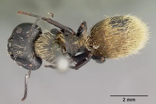 Camponotus darwinii specimen CASENT0104626 image casent0104626_1