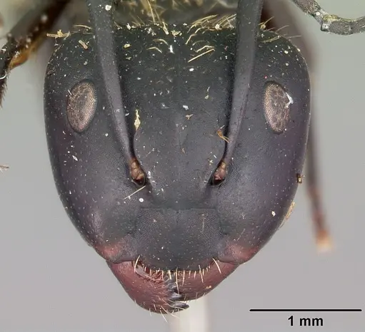 Camponotus darwinii specimen CASENT0104626 image casent0104626_2